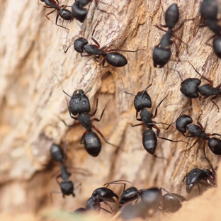 Vin Truscott Pest Control