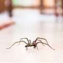 Bug Blasters - Pest Control Equipment & Supplies