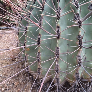 B & B Cactus Farm - Tucson, AZ