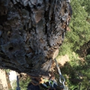 A & E Arborists Tree Care - Tree Service