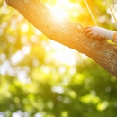 Beach Tree Services Experts - Tree Service