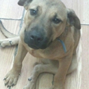 Dogs & Divas Pet Grooming - Pet Grooming