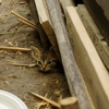 Ar-Dean Termite & Pest Control gallery