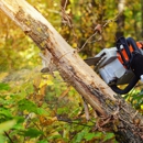 Beaver Tree Service - Tree Service