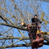 I.F Tree Services gallery