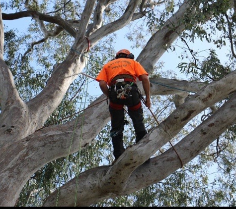D & K Tree Surgery - Lake Albert, NSW
