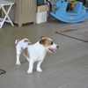 taylors jack russell puppie kennells gallery