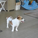 taylors jack russell puppie kennells - Guard Dogs