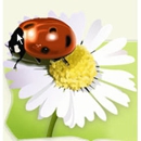 A Ablaze Pest Control Co - Pest Control Services