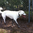 Logan Gate Dog Park