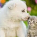 All Pets Animal Hospital LLC - A J Sprague DVM - Veterinarian Emergency Services