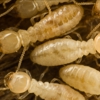 Nixtermite Inc. gallery