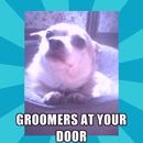 Groomers at YOUR door (BASIC pet mobile grooming) - Mobile Pet Grooming