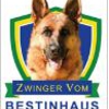 Zwinger Vom Bestinhaus German Shepherds gallery