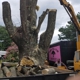 Brown's Tree & Stump Experts