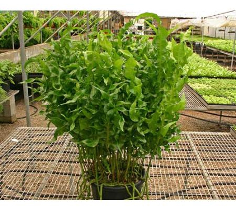 Heatons Wholesale Fern And Anthurium Nursery - Perwillowen, QLD
