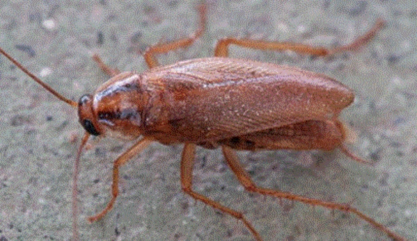 Ultra Pest Management - Springfield, NSW