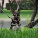 German Shepherd For Sale - Pet Breeders