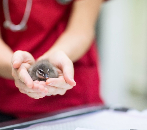 Brisbane Veterinary Emergency and Critical Care Service - Albany Creek, QLD. For all creatures great and small