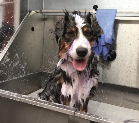 Superb Dog Grooming - Wheelers Hill, VIC