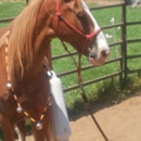 Equantum Horsemanship/ EQNHA - Horse Training
