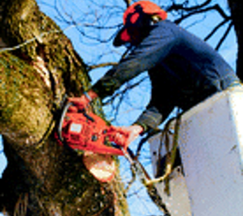 Big Ben's Tree Service - Jacksonville, FL