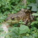 Maintain My Pond - Fountains Garden, Display, Etc