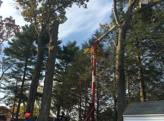 AA Tree & Shrub Service - Lynn, MA