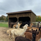 Buck Brook Alpacas