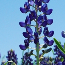 Backbone Valley Nursery - Nurseries-Plants & Trees