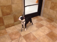 Petsmart hotsell concord pike