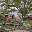 Embark Tree Removal - Stump Removal & Grinding