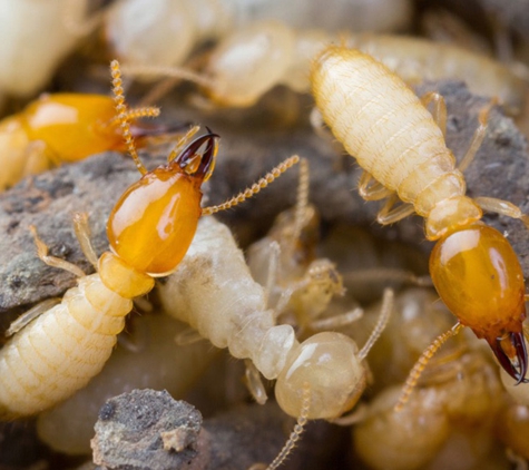 Natural Pest Control Queenslan - Bracken Ridge, QLD. Termite Treatments To AS 3660