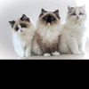 Ragdoll Tales gallery