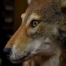 Wildlife Creations Taxidermy Studio - Taxidermists