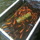 Fish & Pets Unlimited - Pet Stores