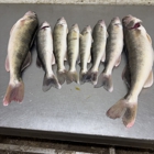 Bait Box