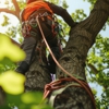 Gem's Tree Service and Removal gallery