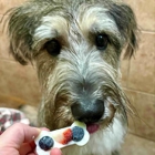 Reynolds Pet Resort - Portland