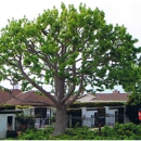 Knock-Em-Out Inc. Tree Service - Tree Service