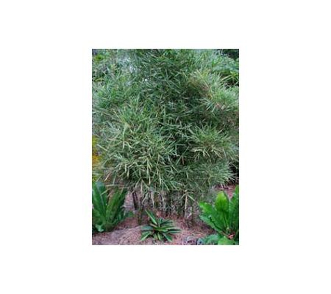 Bamboos Wholesale - Boreen Point, QLD