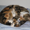 Mobile Vet - Dr. Maria Kuty Housecall Veterinarian gallery