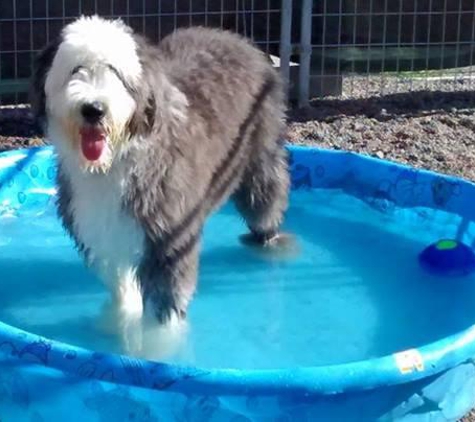 American Boarding Kennels - Burnsville, MN