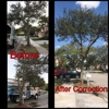 Go Green Affordable Tree Services gallery