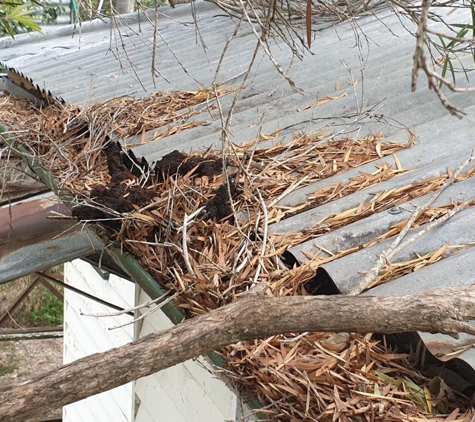 Fezzy's Professional Care. Termite nest