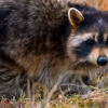 Perry's Wildlife Control gallery