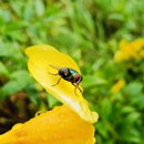 Havard Pest Control Inc - Pest Control Equipment & Supplies