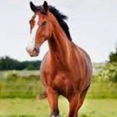Athens Equine Medical Services - Veterinarians
