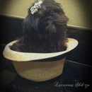 Luxurious Shih tzu - Pet Breeders