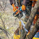 Canales Tree Service - Tree Service